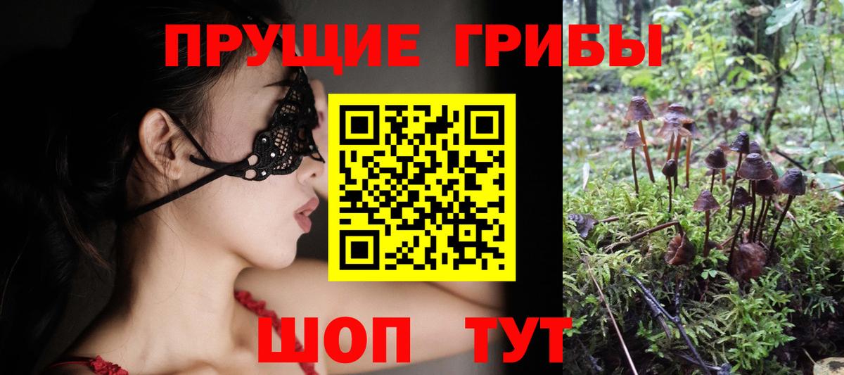 Тамбов  Псилоцибиновые грибы GOLDEN TEACHER  Вход с VPN  Псилоцибиновые грибы Psilocybe 